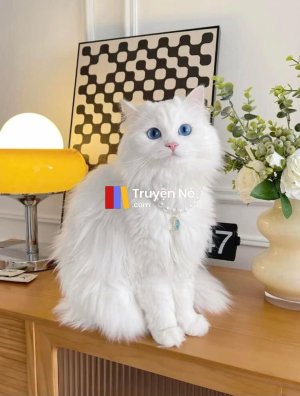 Mèo Ragdoll Và Những Bí Mật Đằng Sau