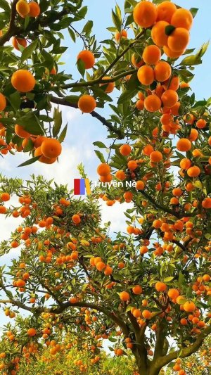 Hệ Thống Phóng To và Thu Nhỏ